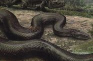 Titanoboa, a possible explanation for the Yacumama.