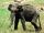 Kallana (Pygmy Elephants)