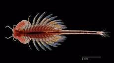 Example of a male artemia franciscana, with its clasping antennae folded back. These brine shrimp consume the bluegreen algae that thrives in the Great Salt Lake and are one of the few species that can live in its oppressive salinity.