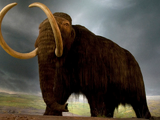 Woolly Mammoth