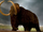 Woolly Mammoth