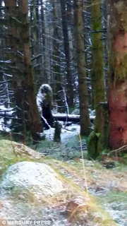 Alleged Bigfoot in Slievenorra, Northern Ireland