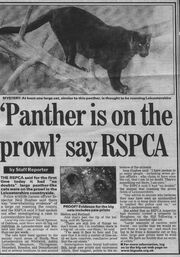 Panther headline