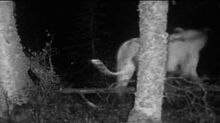 Trailcamalaskantiger