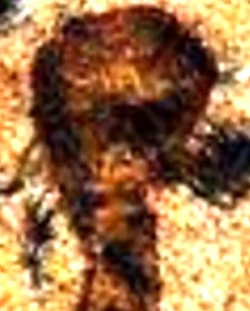 Close-up of the creature.