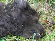 Close up of the head