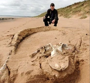 Aberdeen Carcass.png (683 KB)