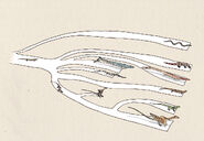 Dragons hypothetically inserted into the reptile phylogenetic tree