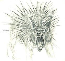 Calopus