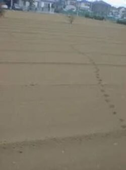 Funabashi Footprints