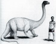 The size of the Mokèlé-mbèmbé and a human