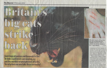 Big cat headline