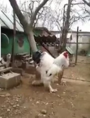  Image posted as "Chernobyl Rooster" in 2018. Now known to be a hoax.