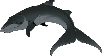 Giglioli'sWhale ColorFinal v02 DR