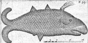 Oxypterus