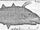 Mongitore's Monstrous Fish