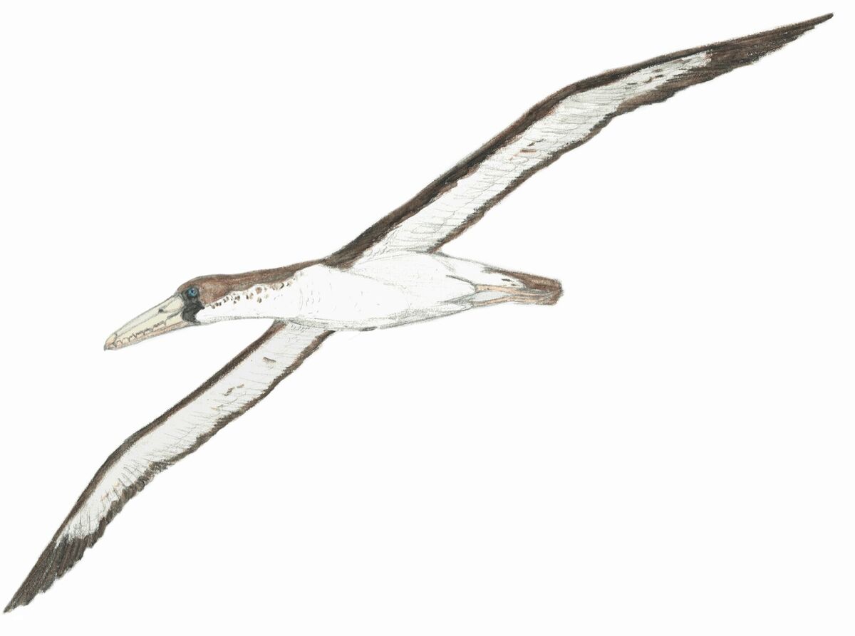 NMM Crack RODAN（クラック ロダン） | NATURAL MOUNTAIN MONKEYS