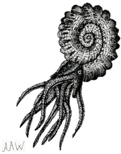 Ammonite