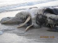 Langkawi Carcass, 2011