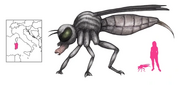 Musca-macedda