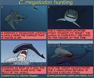 The therorized hunting strategies of adult megalodon.