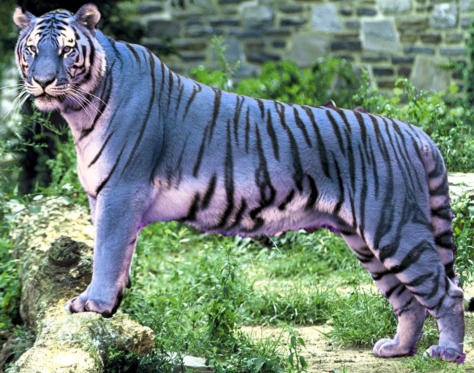 where does the maltese tiger live?