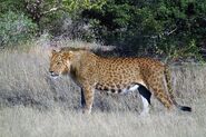 African Spotted Lion (Crypid)