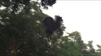 This picture was taken by a man who claimed to have seen thr Jersey Devil