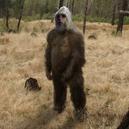 Yellow-top-canadian-bigfoot