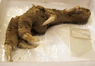 Moa foot.jpg (562 KB) A mummified Upland Moa foot.