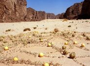 A colocynth. A type of plant native to the Mediterranean Basin and Asia, especially Turkey (especially in regions such as İzmir), and Nubia which is also called the Vine of Sodom.