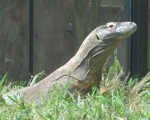 Komododragon2