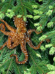 Tree Octopus.jpg