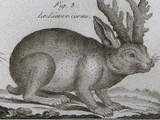 Horned Hare