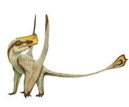 Austriadactylus.jpg (109 KB) Another rhamphorhynchoid pterosaur, Austriadactylus