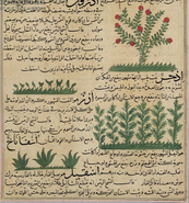 Plants-islam