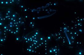 Bioluminescent