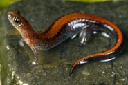 RealSalamander.jpg (245 KB) A real salamander