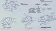 Speculative biology + hypothetical phylogenetic tree