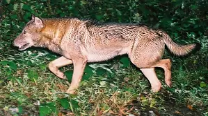 One of the 19 photos taken by Hiroshi Yagi in 1996, 91 years after the animal's supposed extinction. The photo depicts a wolf or wolf-dog hybrid on a roadside in Chichibu, Japan.