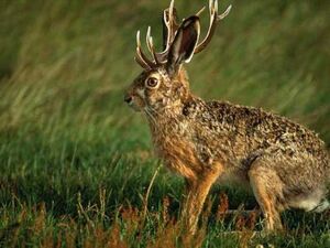 Jackalope