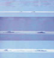 Migo frames videotaped in 1994