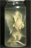 Pickled dragon hoax