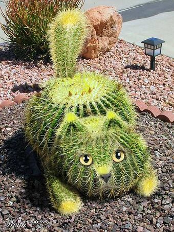 Cactus Cat Cryptid Wiki Fandom - tall cactus roblox