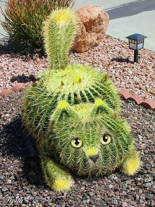 Cactus Cat Cryptid Wiki Fandom