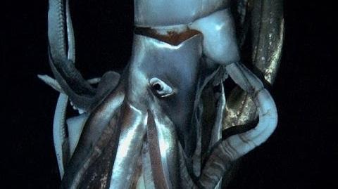 Giant Squid Footage Captured for First Time