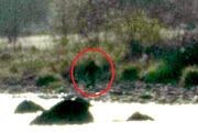 Photo of a supposed Bigfoot taken in California