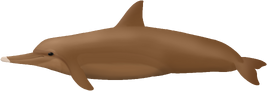 D minimus 2