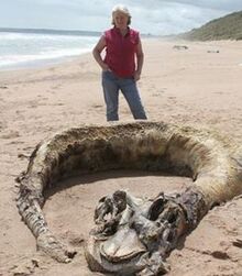 Aberdeen Carcass.jpg