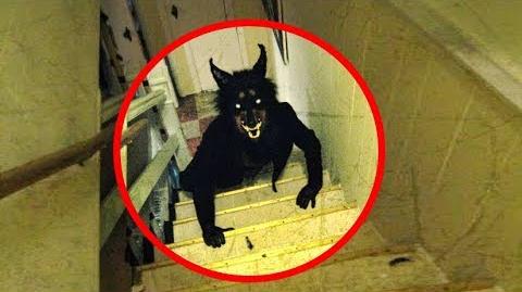 real werewolf sightings